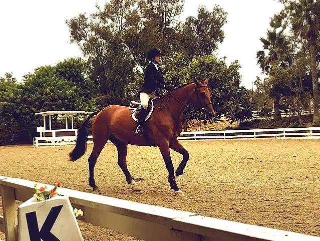 A horse who is stabled with Hemp Horse ebedding