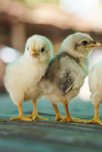 Hemp based bedding for chickens