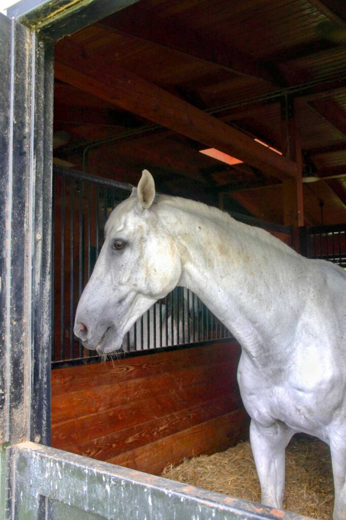 Hemp Horse Bedding Set Up Guide