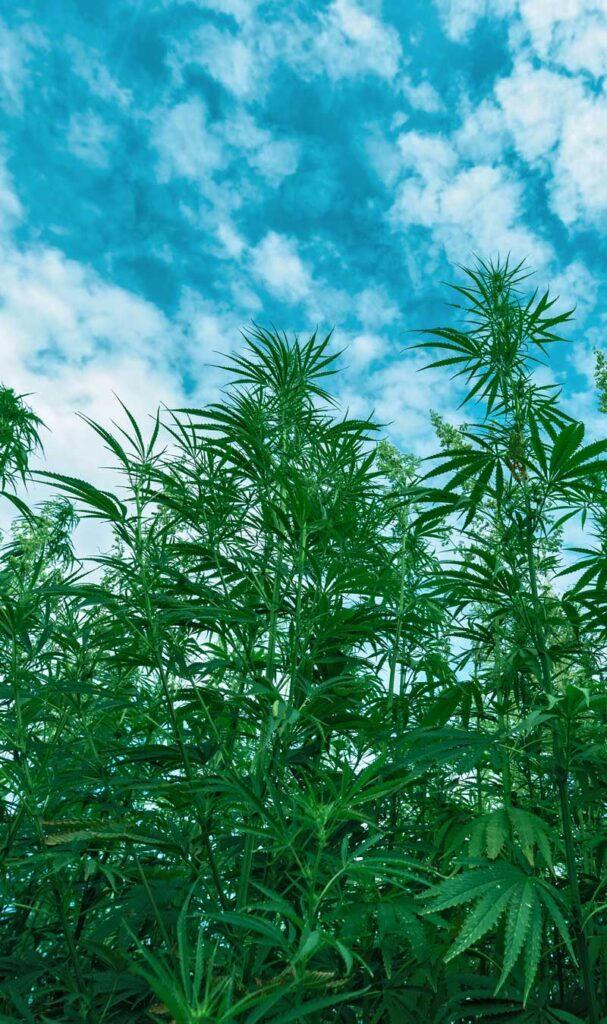Hemp History In America