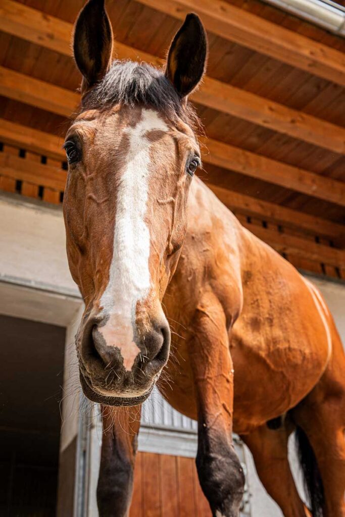 Benefits of hemp Horse bedding