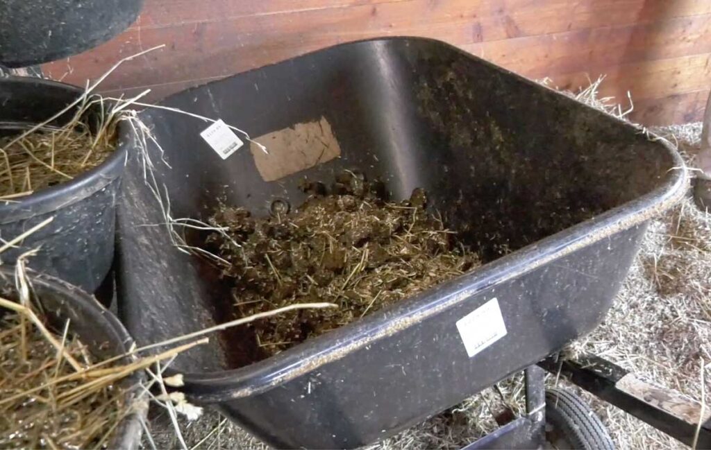 Cleanig Manure from A Horse Stall